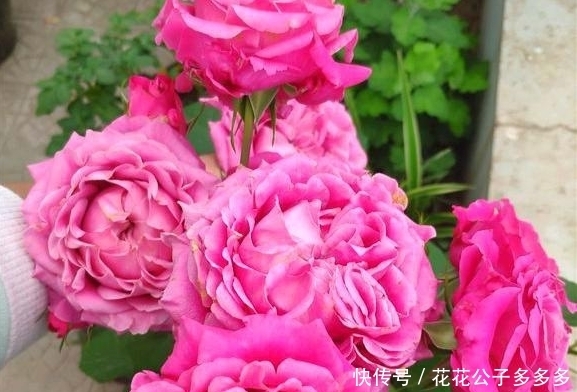 桃花|未来十天,桃花在手,红线再系,旧情不撒手,两心相连,恩爱更胜