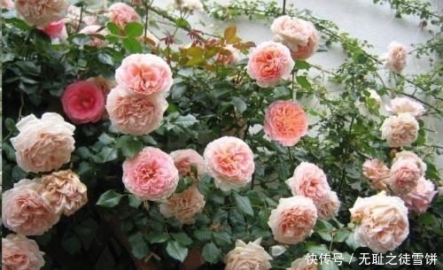 新手|5种月季花,号称开花机器,几乎不生病,新手也会养