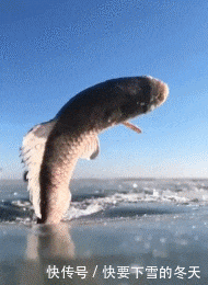 新郎|搞笑GIF：苍天啊！大地啊！为什么新郎不是我！我不甘心啊