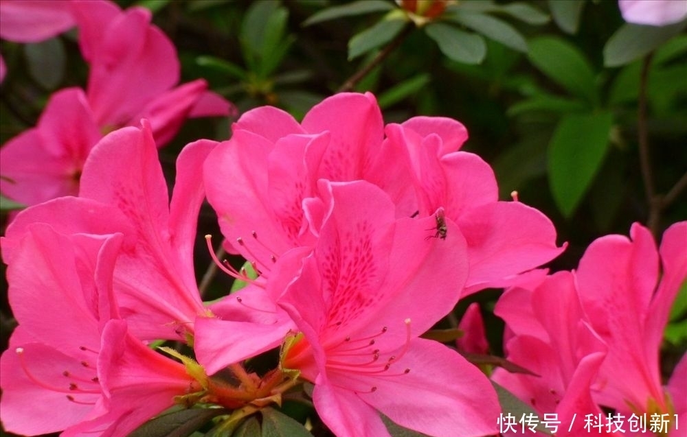 种植|想要种植好杜鹃花,这几步一定要掌握好