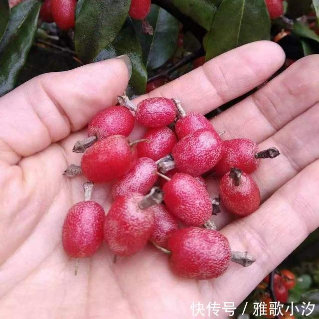 小时候|秋天,漫山遍野都是小时候吃过的“野味”,你还认得几种?