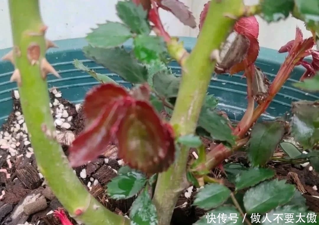 开出|月季长出红嫩新笋，赶快给月季吃点大餐，笋粗枝旺开出多头花