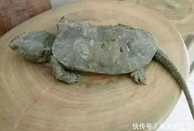 男子怕二哈拆家,买乌龟陪二哈玩,出差半个