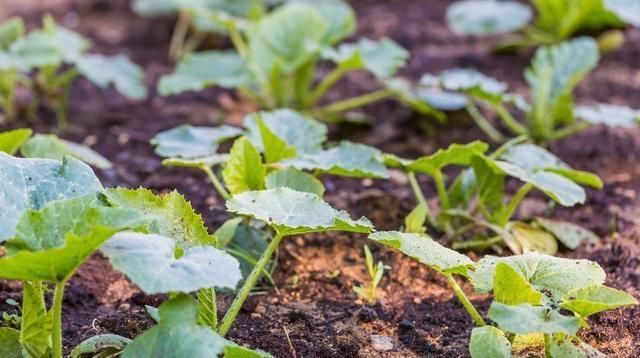 黄瓜|温室越冬黄瓜栽培技术,掌握分段管理经验,有效提高黄瓜的生长