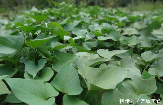 吃法|被称为“蔬菜皇后”的一种乡野菜,茎叶都有不同吃法,答案来了