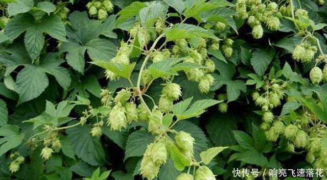 民间|它是制作啤酒的材料,目前100元一斤,民间山里就有,认识吗