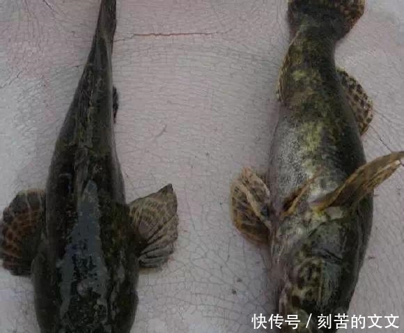 认出|海鲜大全, 你能认出多少