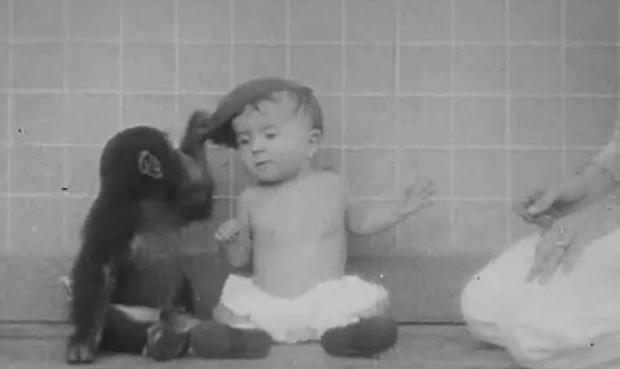 人类|黑猩猩与人类婴儿一同长大,以为自己是人类,后来变成什么样了