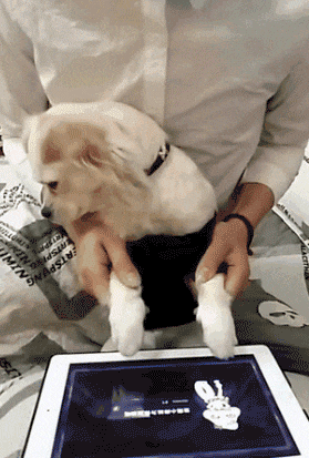 GIF|搞笑GIF:我以为你要开始你的表演了!谁知道竟然是坑我!