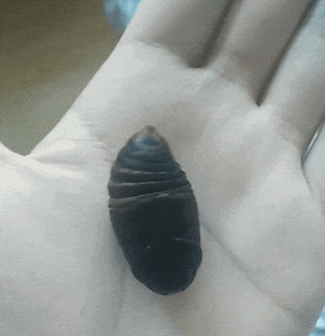 表演|搞笑GIF:看孩子们的表演,真是太有激情了!