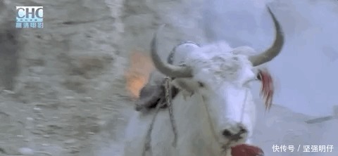 阿凡达|24年前,宁静拍过一部「阿凡达」