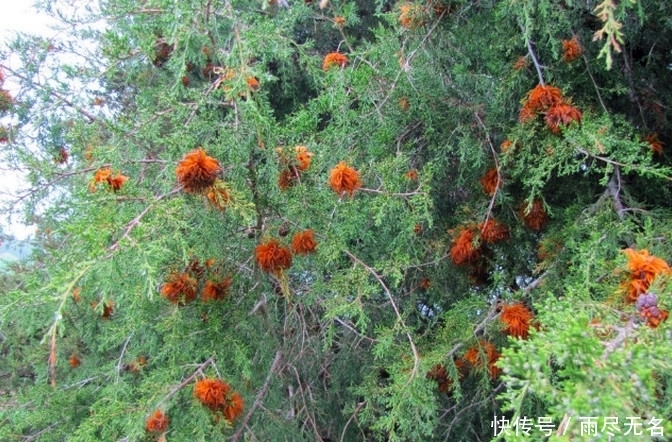 野果|野外发现一树“野果”,想吃却被当地人反对,知道真相让人吃惊