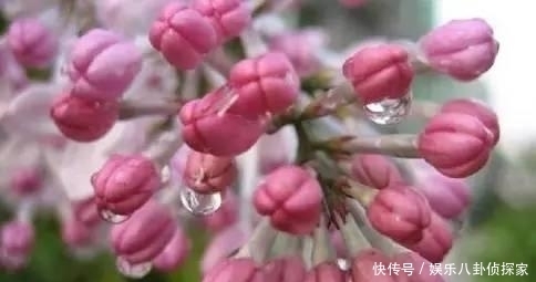 口臭|大臣口臭, 皇帝大怒赐他一“钉子”, 从此后, 此物成皇宫流行物品