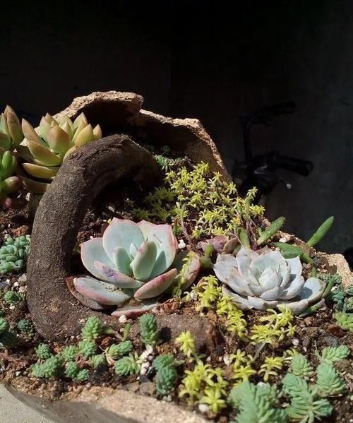 个个|他用菜坛子养多肉,1分不花又好看,个个壮得像白菜