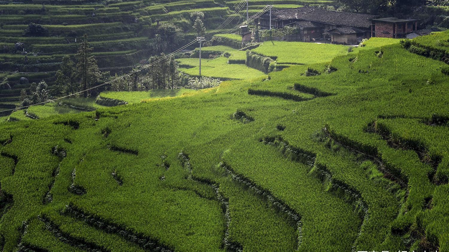 蛤蟆|养在深闺的联合梯田，蛤蟆一跳过三丘