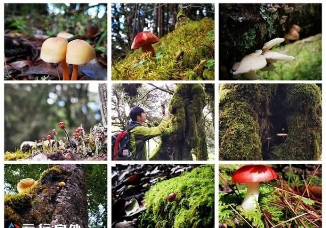 神山|无深度不云南——丽江巴拉神山徒步穿越攻略