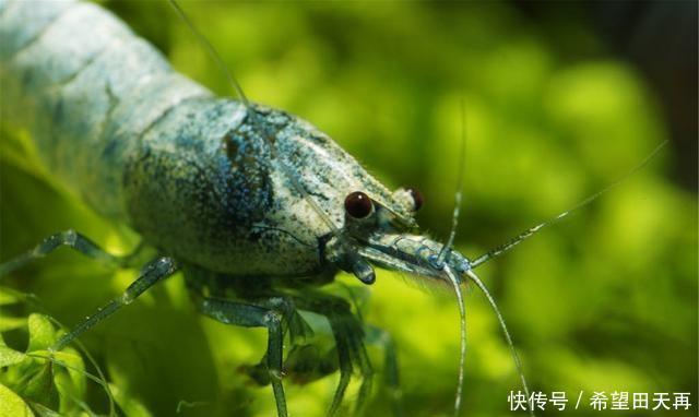 忽略不计|推荐三种马来西亚,至于其他的,可以忽略不计