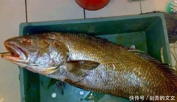  认出|海鲜大全, 你能认出多少