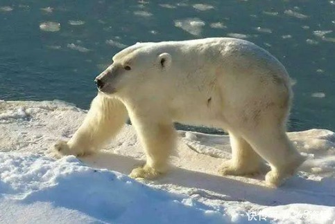 威风|神反差假如动物没有脖子, 狼已丧失威风,骆驼却像个“打手”