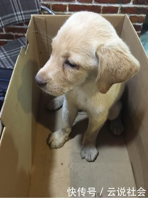 表情|因女友不喜欢自家狗子,男友做了个重大决定,看到它的表情已泪奔