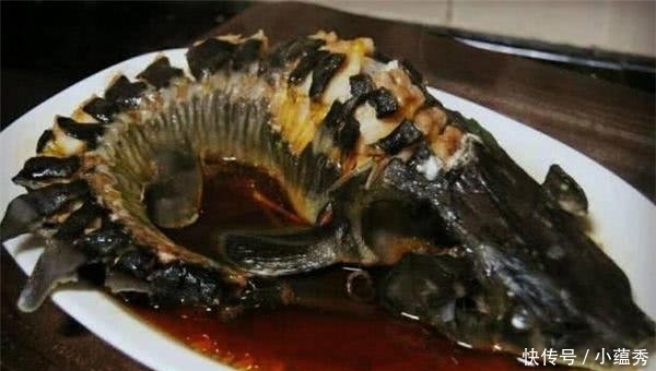 鳇鱼|这鱼没有天敌,已经存活了1亿年,却败在了“中国吃货”的嘴里