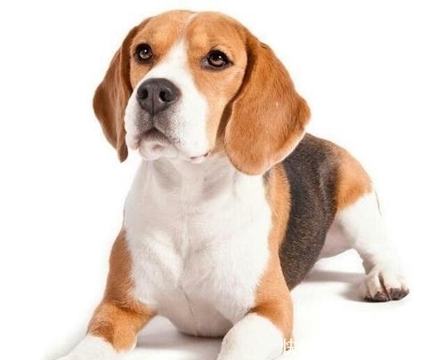 比格|关于比格犬你知道多少?怎么饲养比格犬?