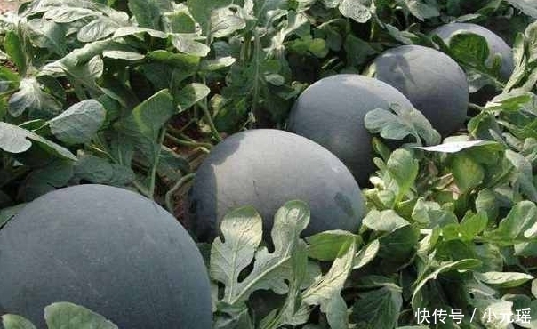 西瓜|曾经风靡一时的“黑皮西瓜”,为何现在很少见了?原因让人意外