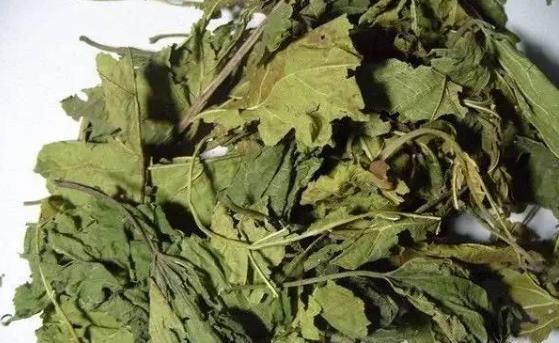 开心|小小桑叶,大有用途,坚持泡水喝,4大好处会让你“开心不已”