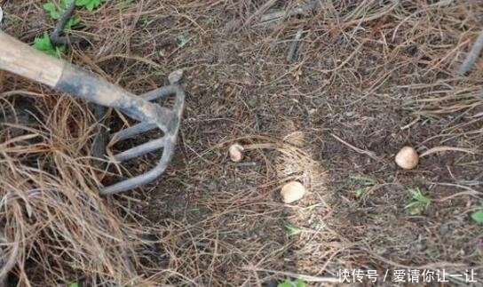 松针草堆|大爷在草堆里发现一堆“白色石头”,仔细辨认后,笑得合不拢嘴