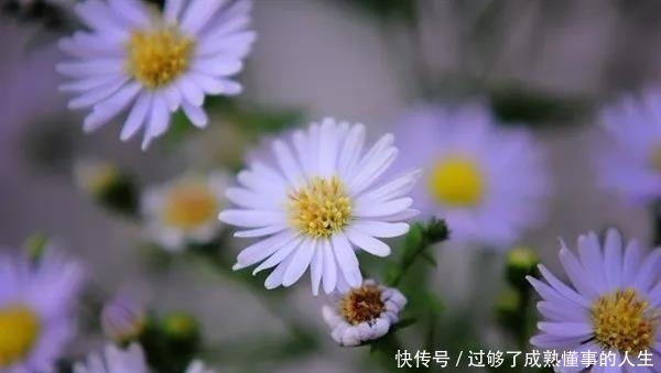 声音|毛姆:所谓理想,就是坚持自我的纯粹,倾听内心的声音