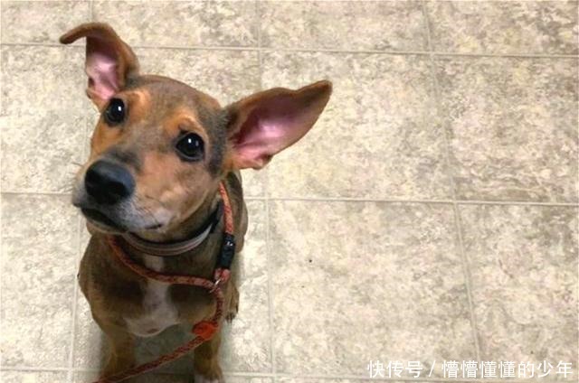 幸运|狗狗流落荒岛半年,瘦到露出肋骨,偶遇海钓铲屎官后才幸运获救