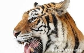 财富|属虎人:家财万贯,苦尽甘来,财富不断找上门!
