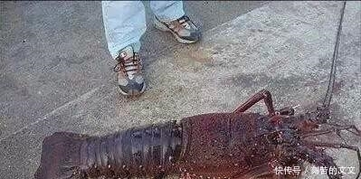 认出|海鲜大全, 你能认出多少