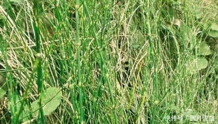 遇见|十个男人九个有脚气,农村此种野草遇见拔回家,远离脚气脚臭