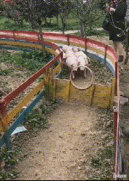 搞笑|搞笑GIF：有一种夏天吃雪糕的感觉,浑身发冷！