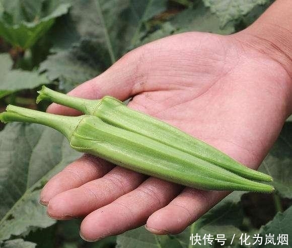 秋葵|黄秋葵好吃又营养!在家种上几棵,一年都有秋葵吃