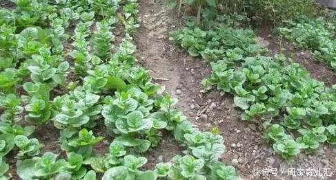 蔬菜|蔬菜行业内涵多,没开种惨亏500万!这些雷区不要踩