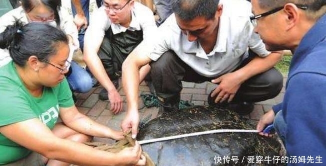 如今|世界最“孤独”的动物,如今仅剩两只,还相隔1000多公里