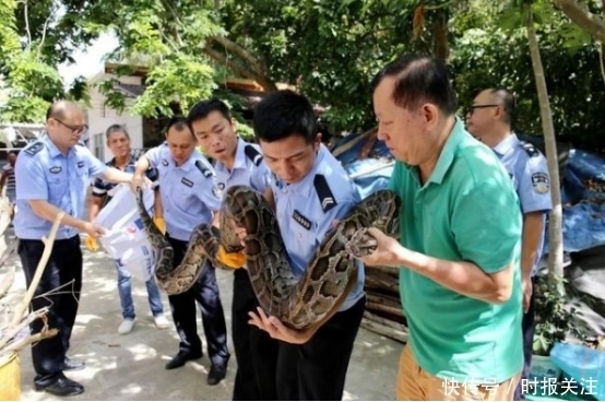 濒危野生动|危害巨大涉案估值3300余万！海南警方破获近年最大买卖野生动物案