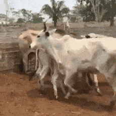 自由|搞笑GIF:没有什么能够阻挡,你对自由的向往