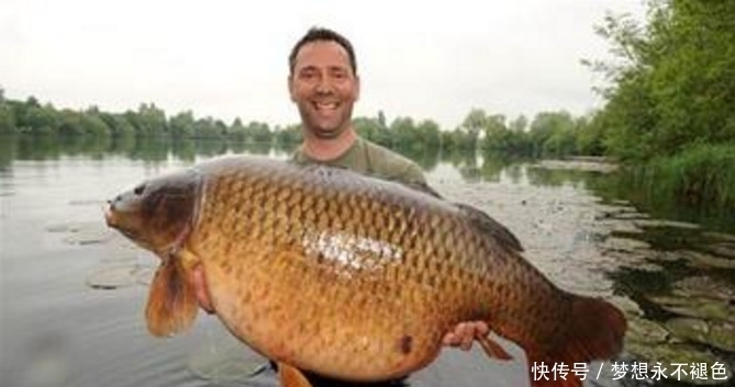 终于|亚洲鲤鱼泛滥成灾,黄鳝原来是它们的克星,这下终于解决烦恼了