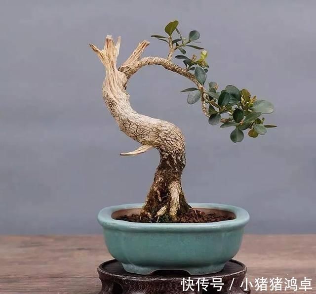 保平安|聪明人爱养这八种“守家树”,护宅吉祥保平安,养好了都是传家宝