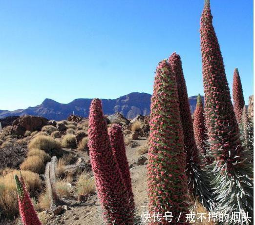 高地|苏格兰高地军成功地执行了突围进攻的命令