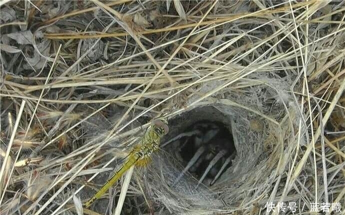  怪声吵醒|男子入睡后被耳边的声音吵醒, 发现一小洞后, 拿起手机报警