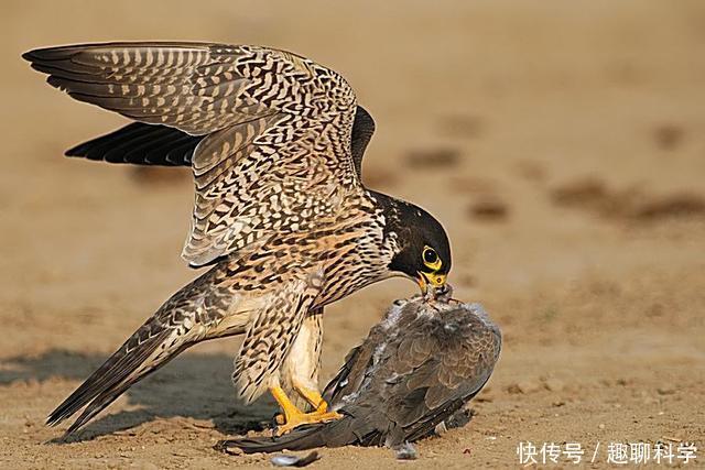 猛禽|猛禽中的最强战斗机,没有之一,俯冲时速达300千米超过飞机