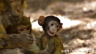  双喜|金猴人：不跟你开玩笑，未来三天千载难逢的“双喜”找上门！