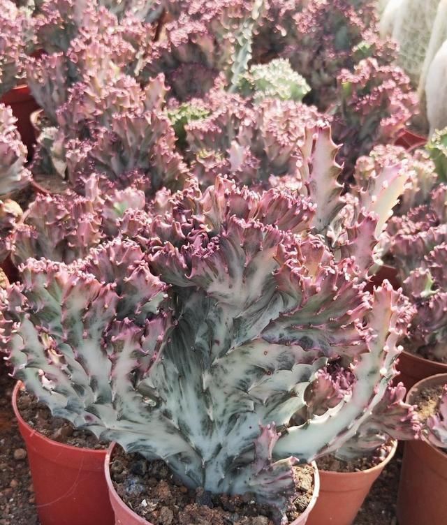 房顶|2种“奇葩”绿植，放在阳台上，半个月浇次水，蹭蹭长到房顶