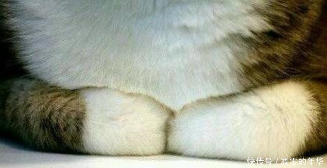 天冷了,看到猫咪这个动作,就知道猫咪感到