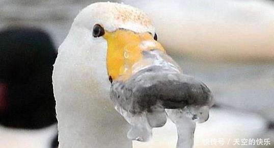  奔驰|东海龙王三太子又换了辆奔驰