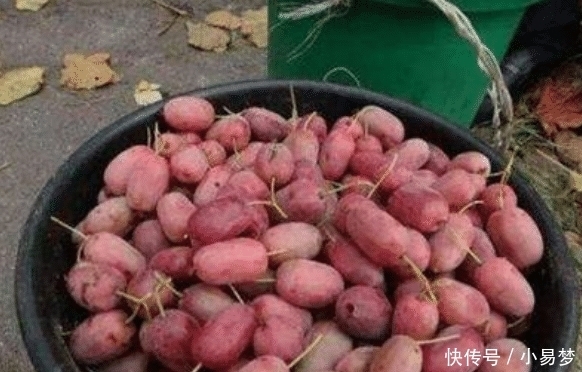 没人要|南方这“水果”甜过甘蔗,卖1元一斤没人要,北方卖60元不嫌贵!